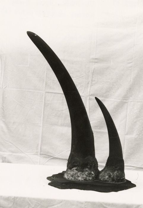 Naturalia (3 cornes de rhinocéros)