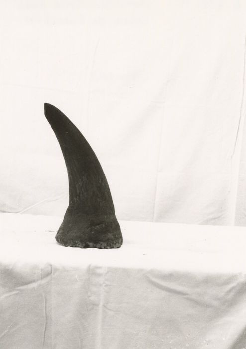 naturalia (corne de rhinocéros)