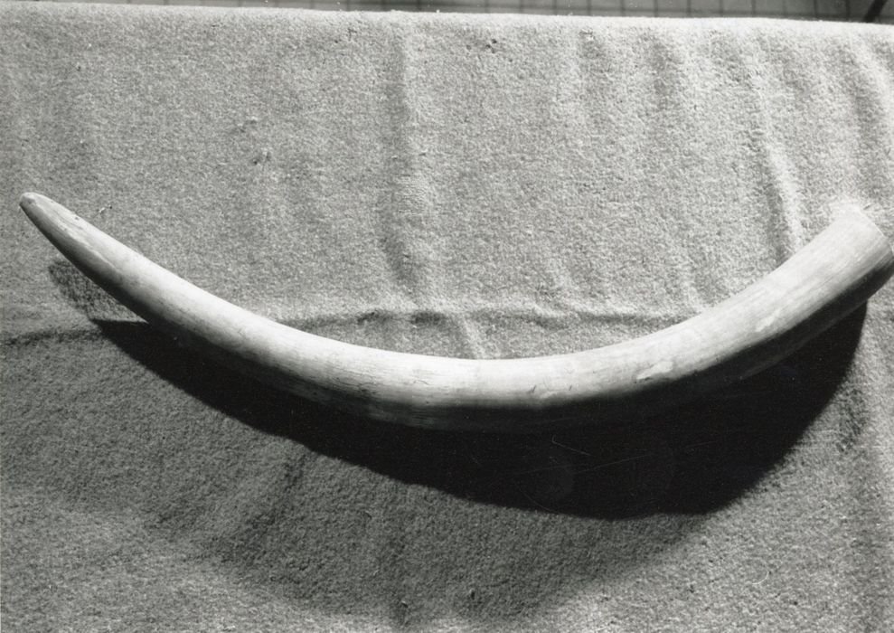 objets de collection (défense d'éléphant)