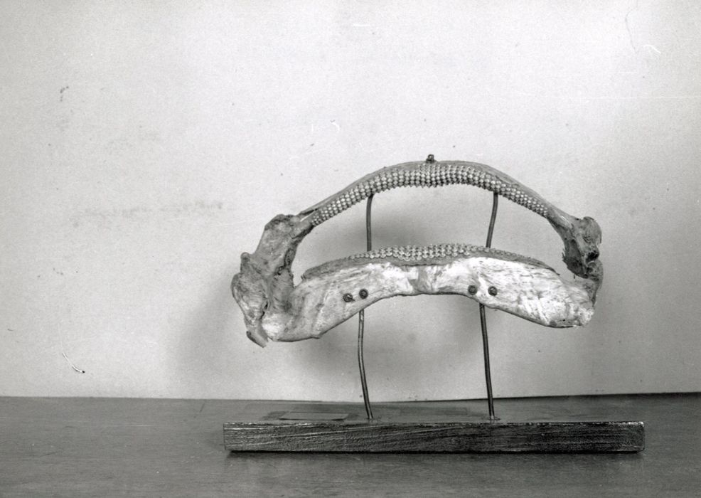 Objet de collection (mâchoire de raie)