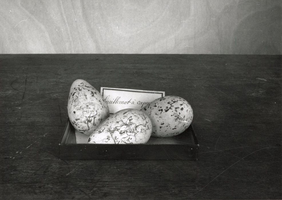 Objets de collection (oeufs)