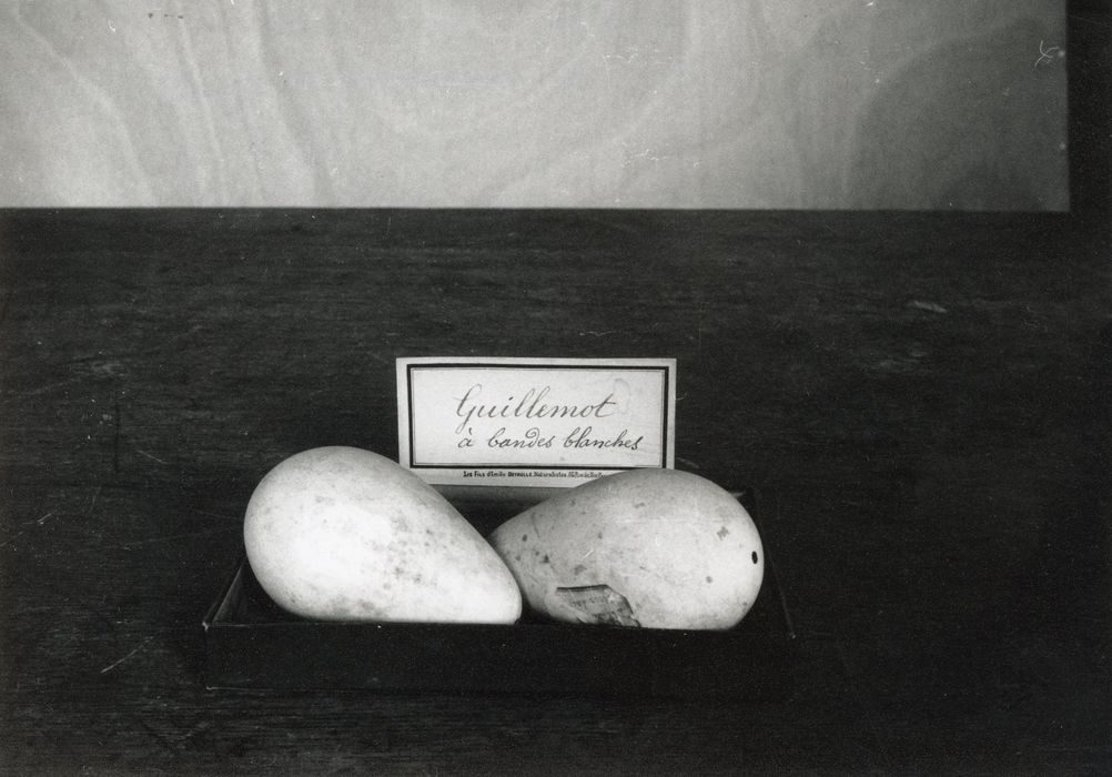 objets de collection (œufs) : Guillemont à bandes blanches