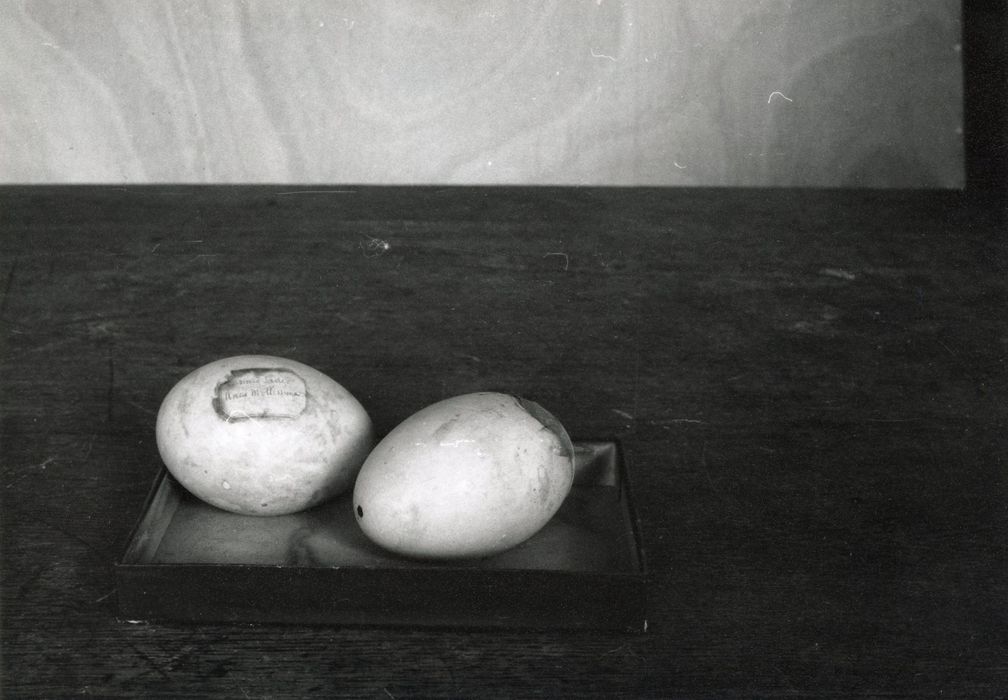 objets de collection (œufs) : Canar eider