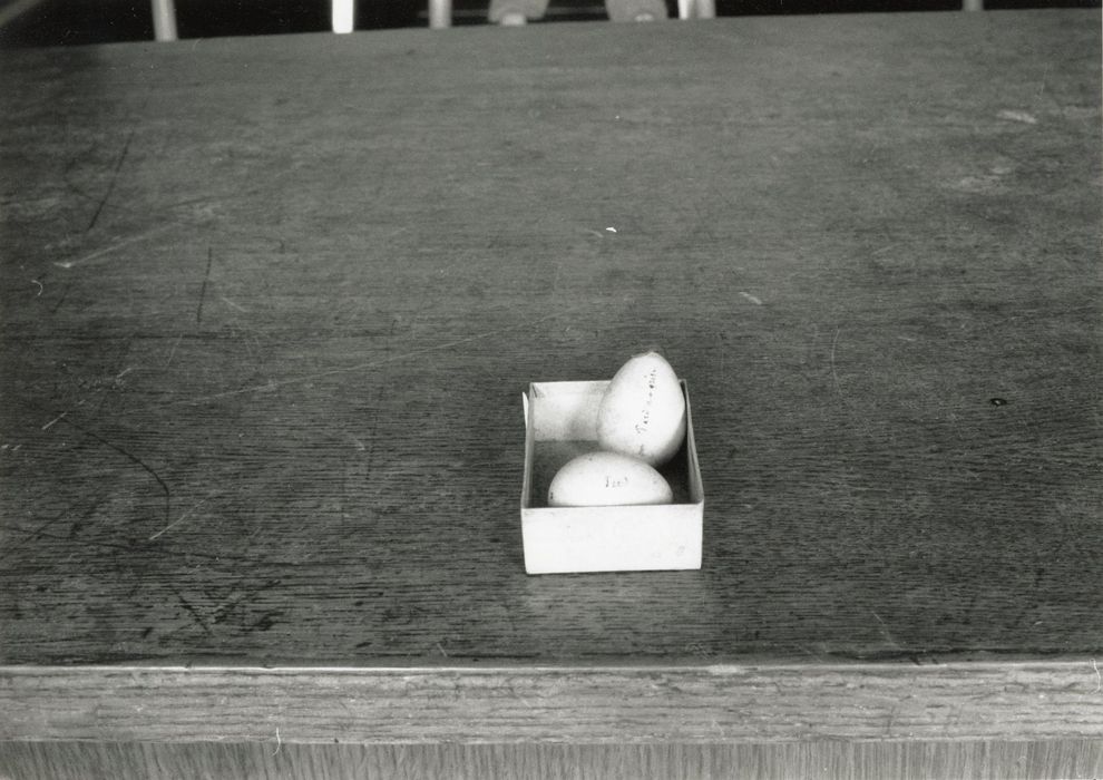 objets de collection (œufs) : Perdrix grise