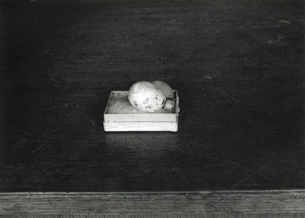objets de collection (œufs) : Pigeon