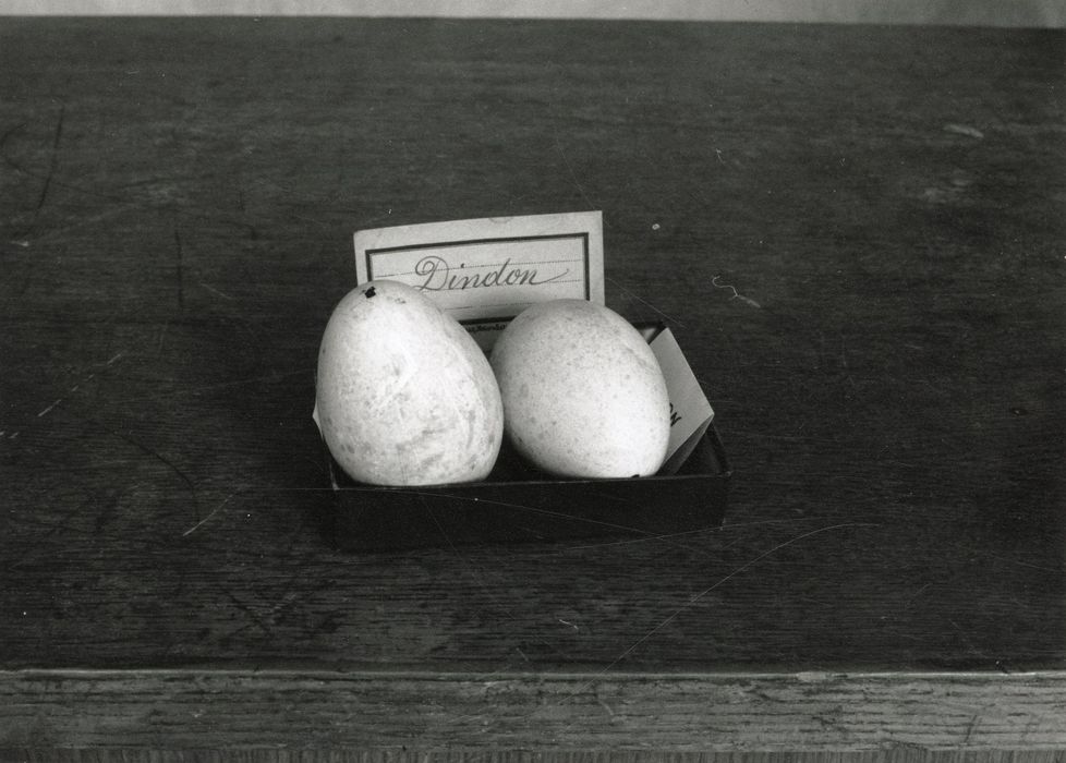 objets de collection (œufs) : Dindon