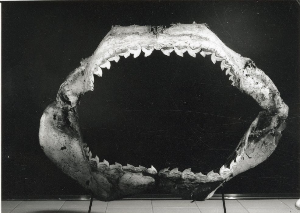 Objet de collection (mâchoire de requin)