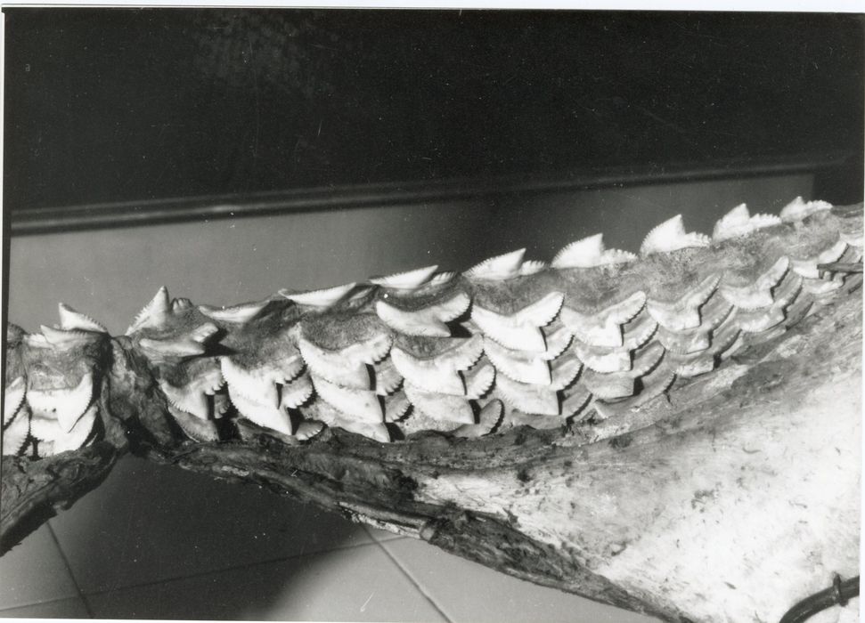 objet de collection (mâchoire de requin)