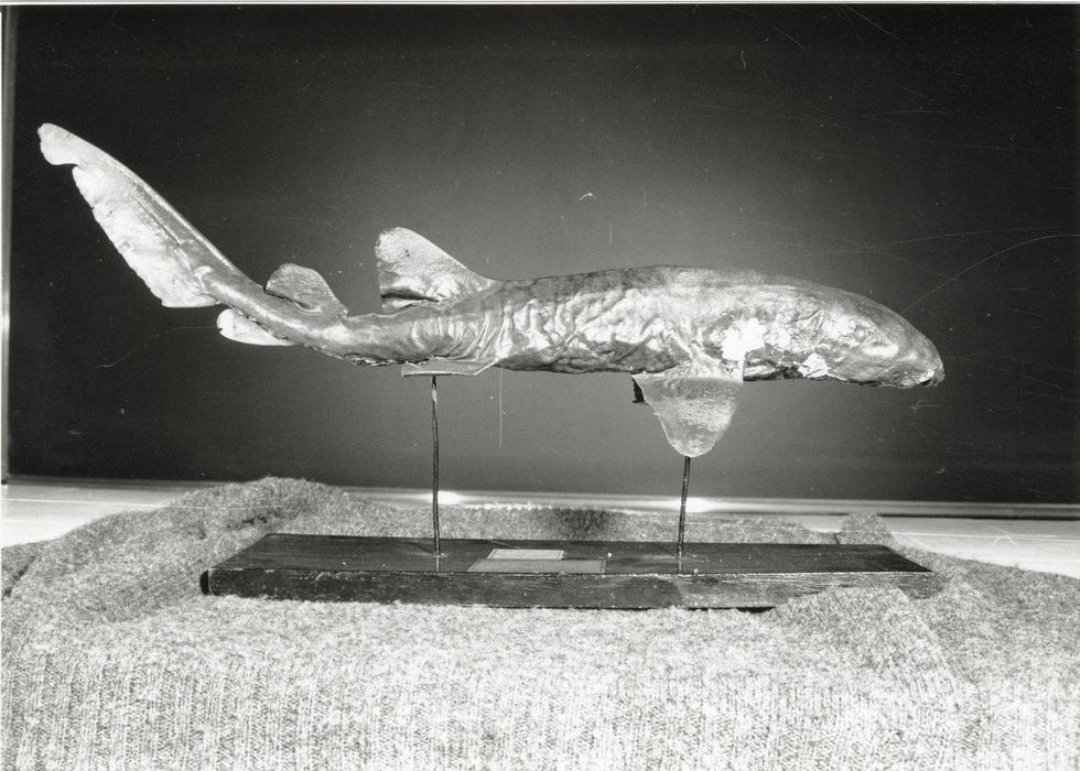 Animal naturalisé (squale)