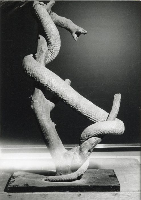 Animal naturalisé (serpent crotale)