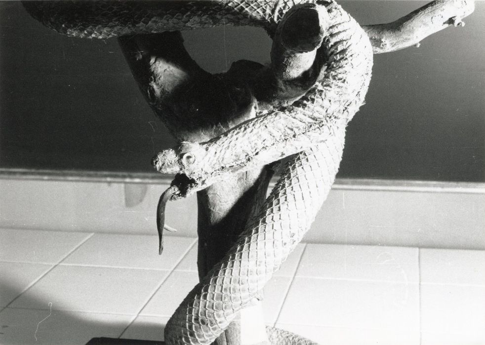 animal naturalisé (serpent), détail