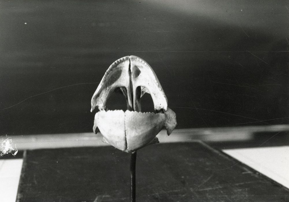 Objet de collection (mâchoire de tétraodon)