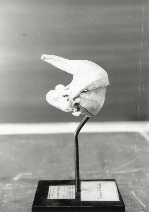 objet de collection (mâchoire de tétraodon)