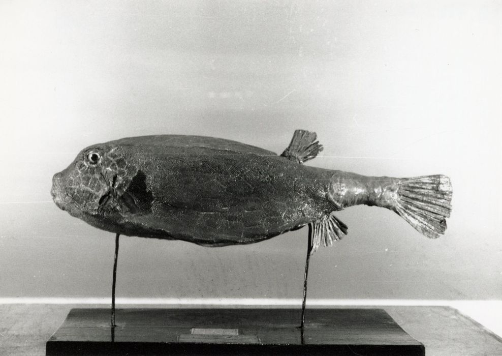 Animal naturalisé (coffre)