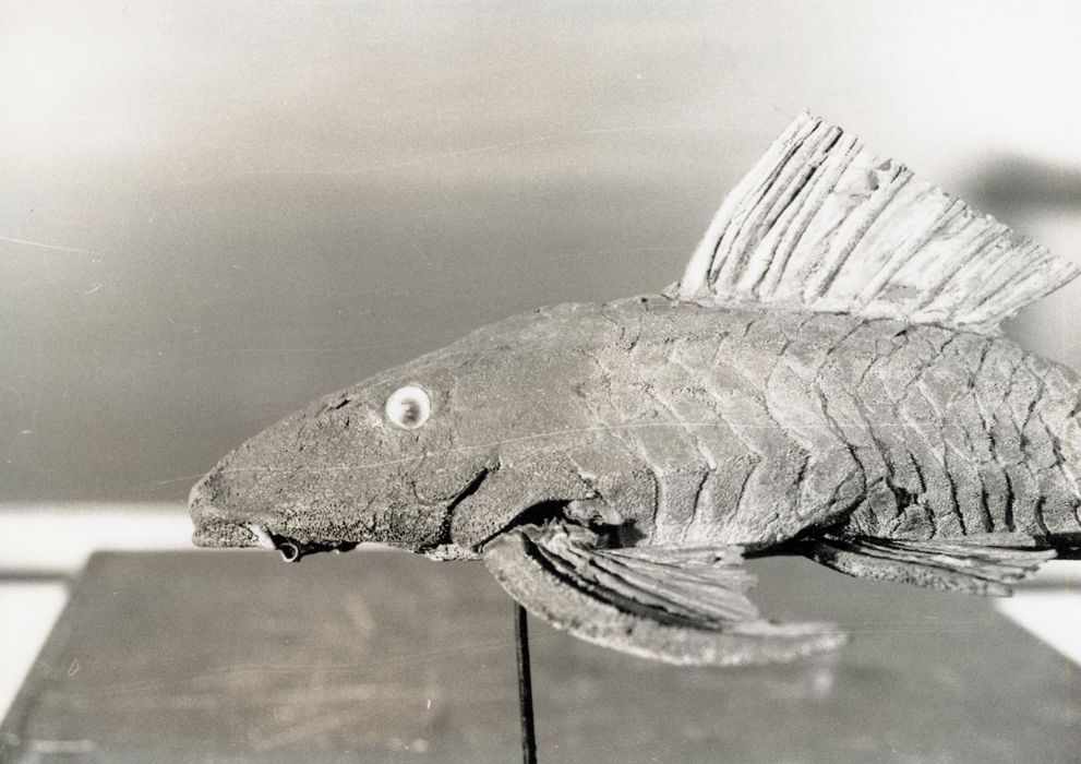 animal naturalisé (myliobate), détail