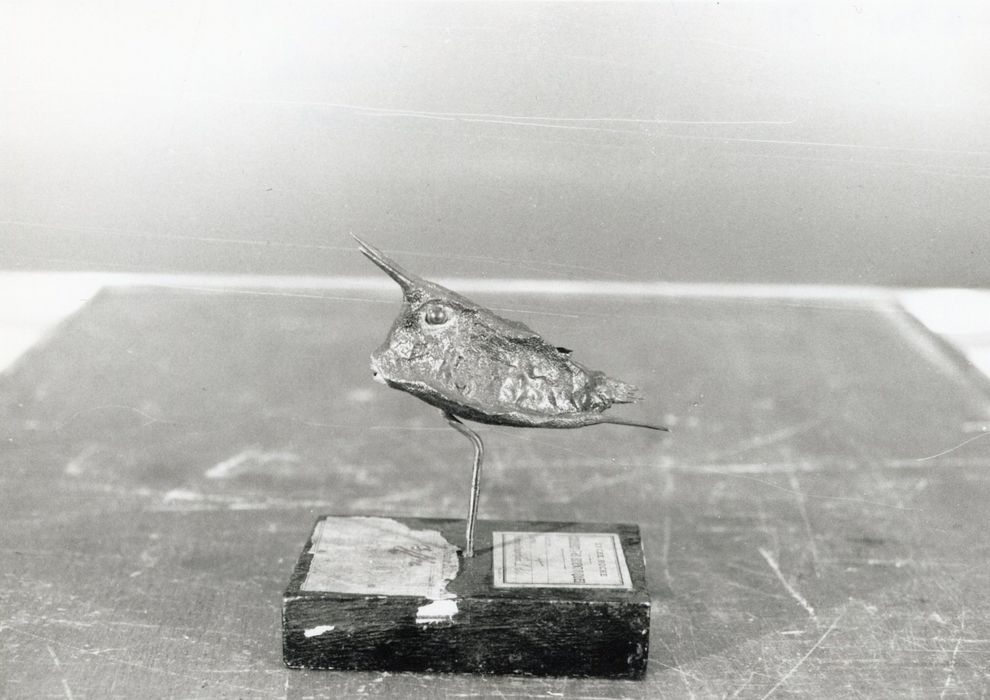 Animal naturalisé (petit coffre)