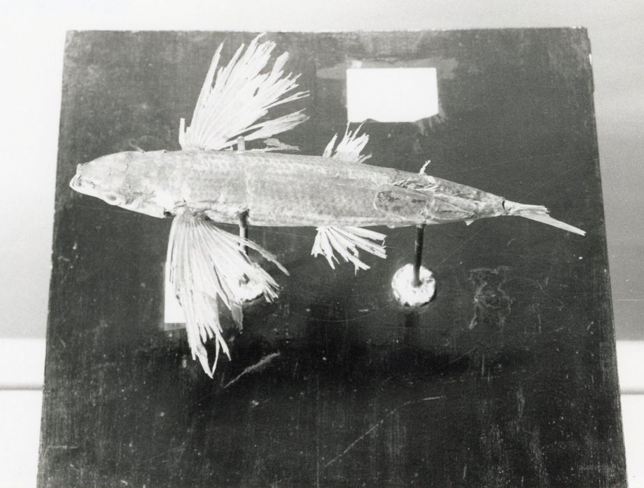 Animal naturalisé (poisson volant)