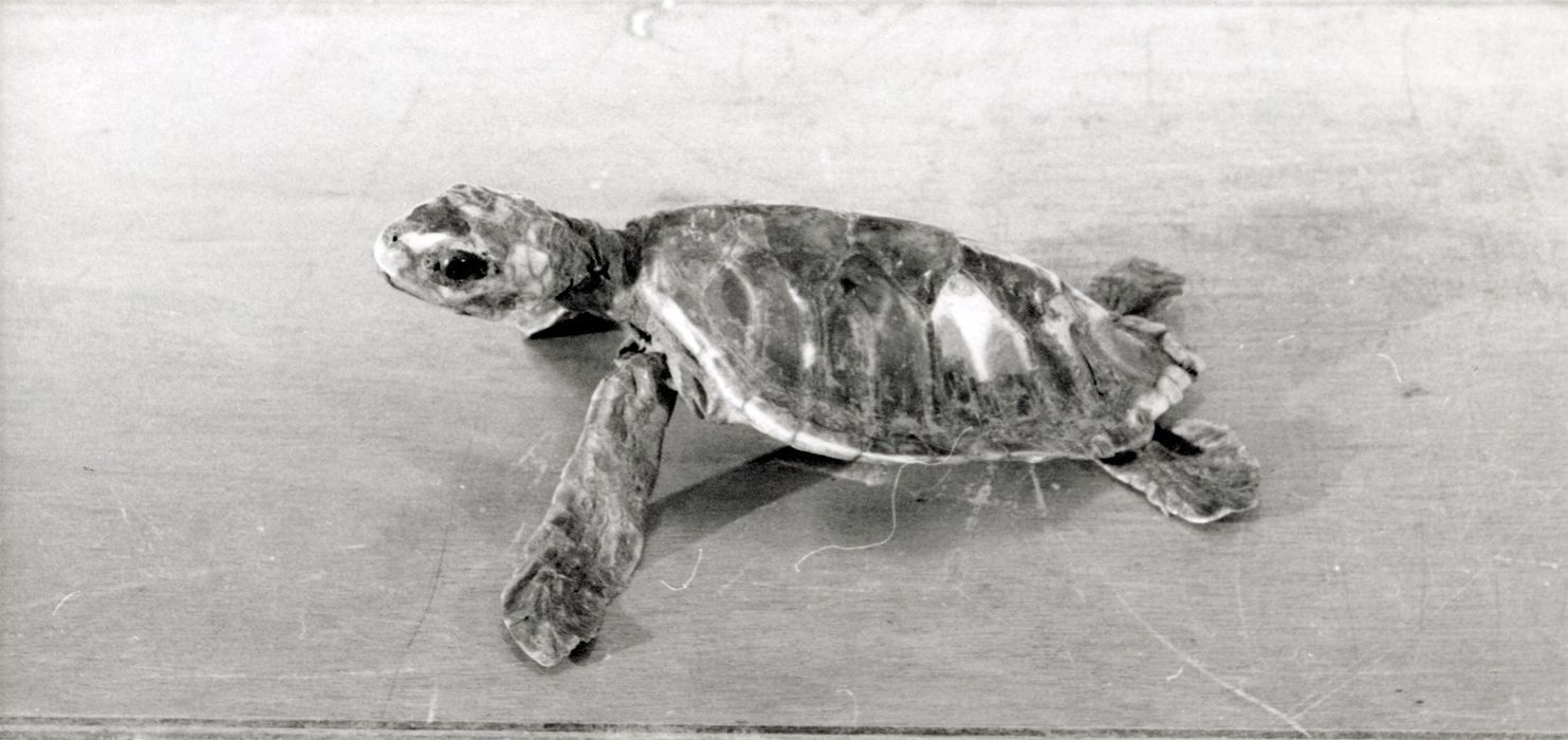 Animal naturalisé (tortue)
