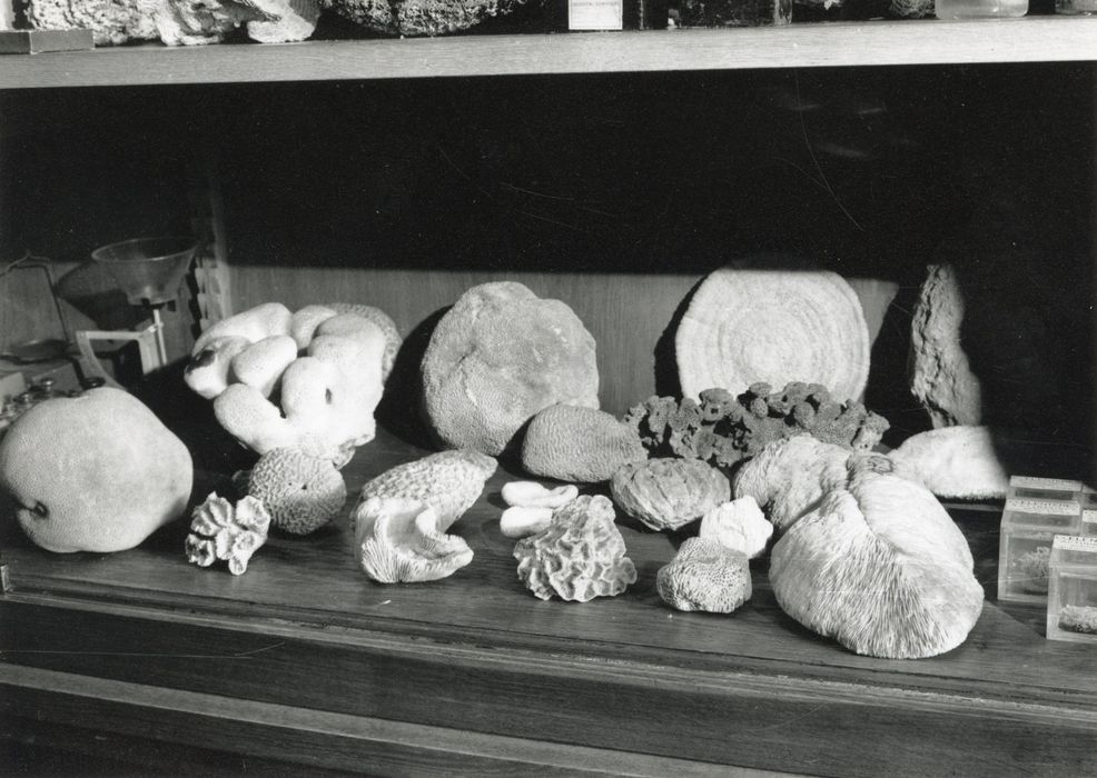 Objets de collection (coraux)