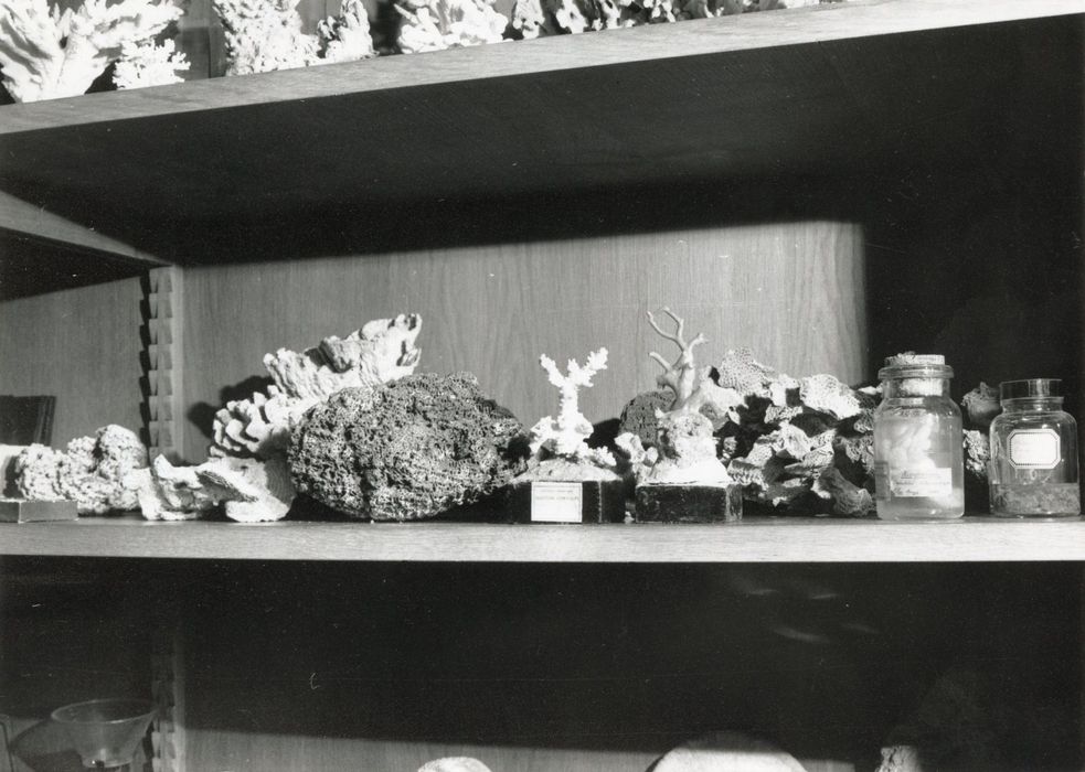 objets de collection (coraux)