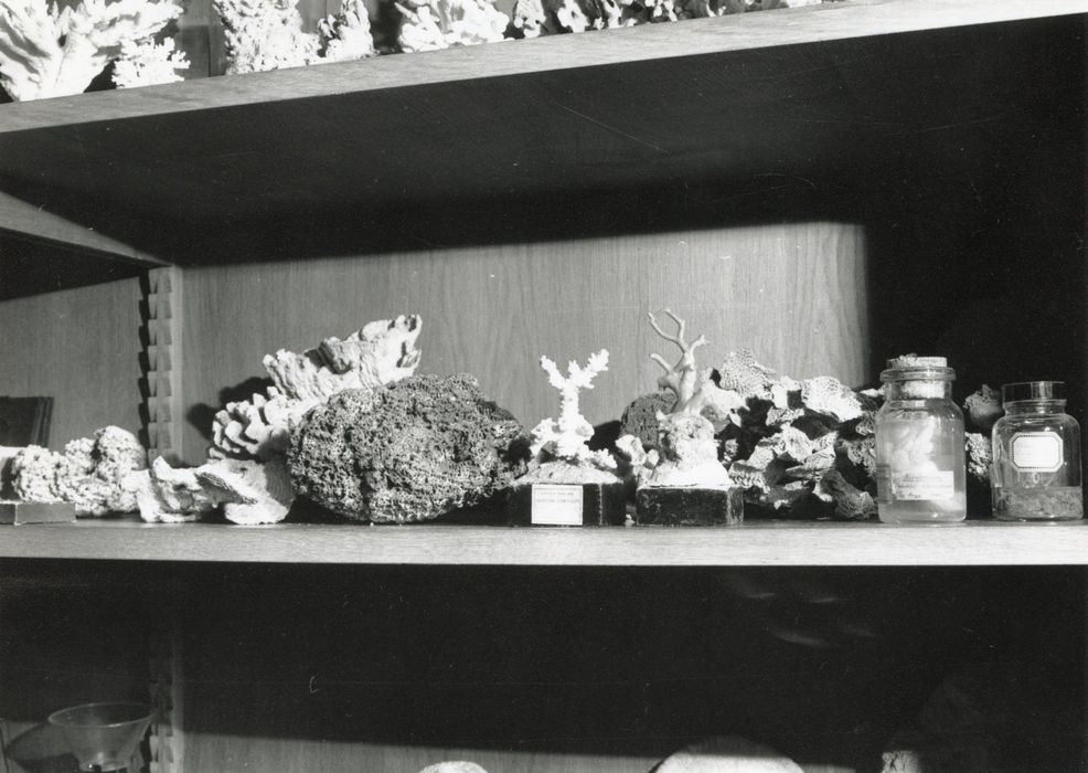 objets de collection (coraux)