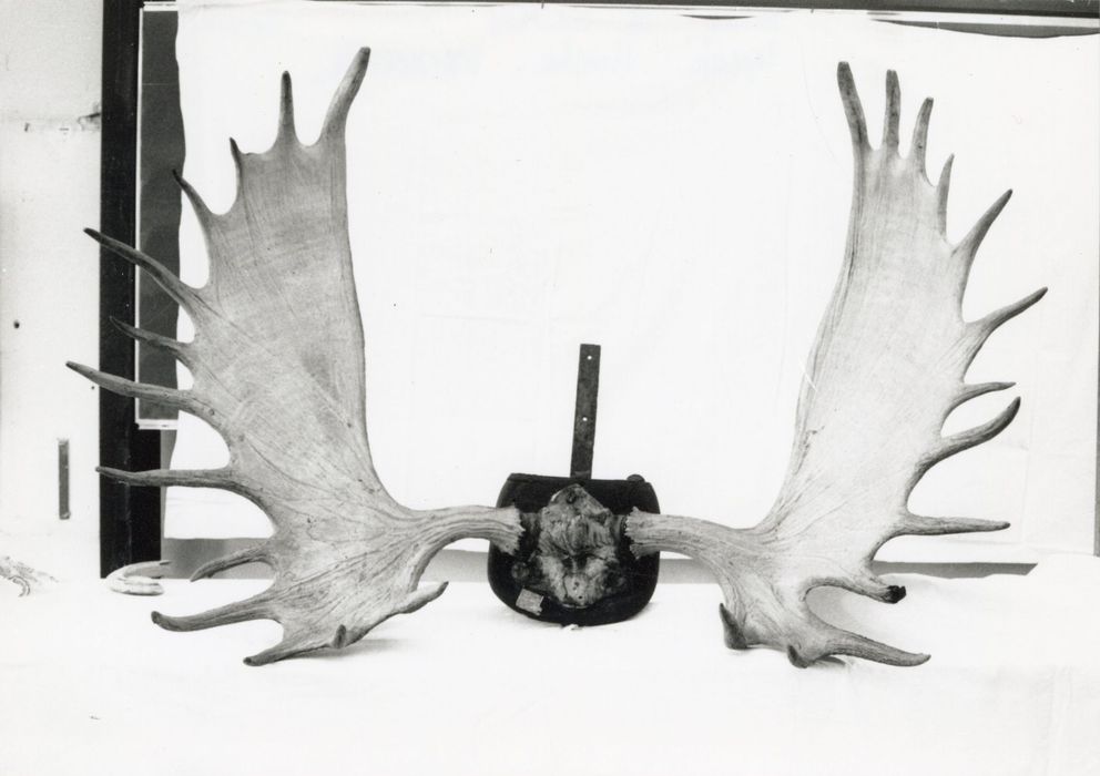Objets de collection (bois de cervidés)