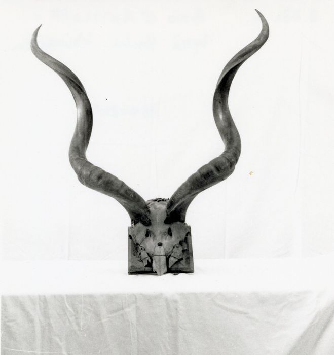 objets de collection (bois de cervidés) : Koudou