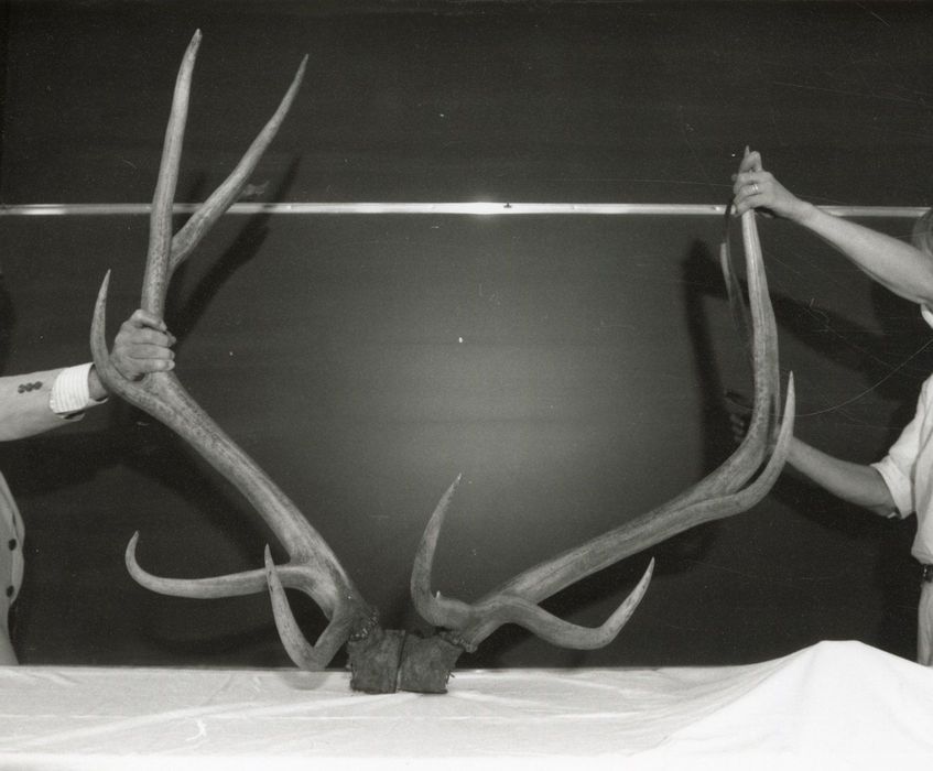 objets de collection (bois de cervidés) : Cerf