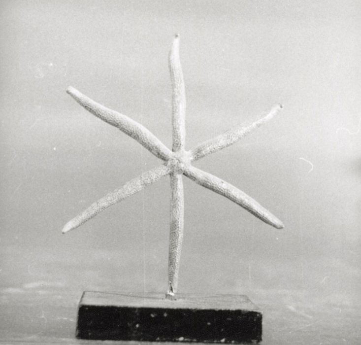 Animal naturalisé (étoile de mer)