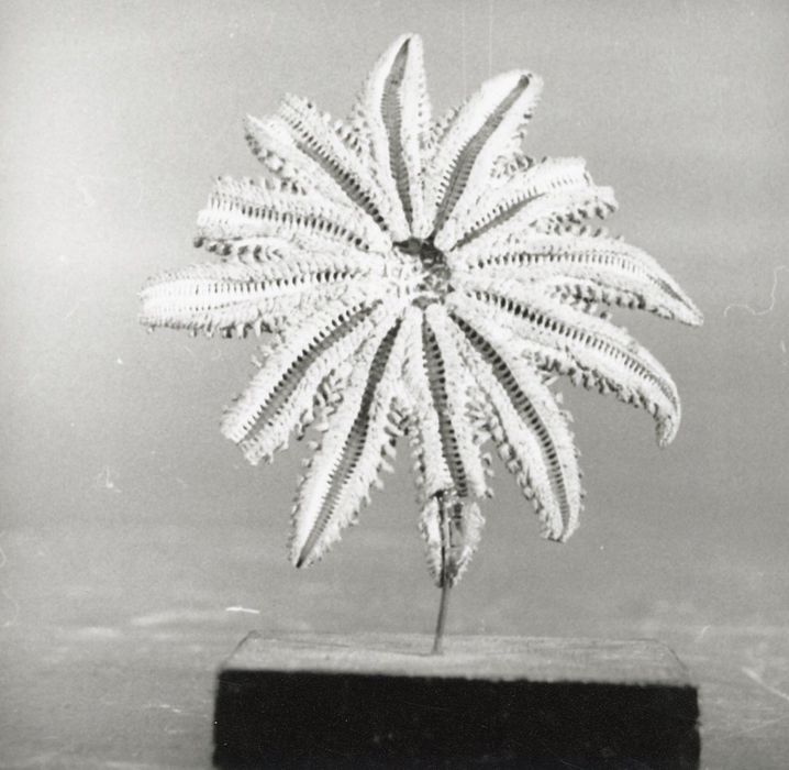 Animal naturalisé (étoile de mer)