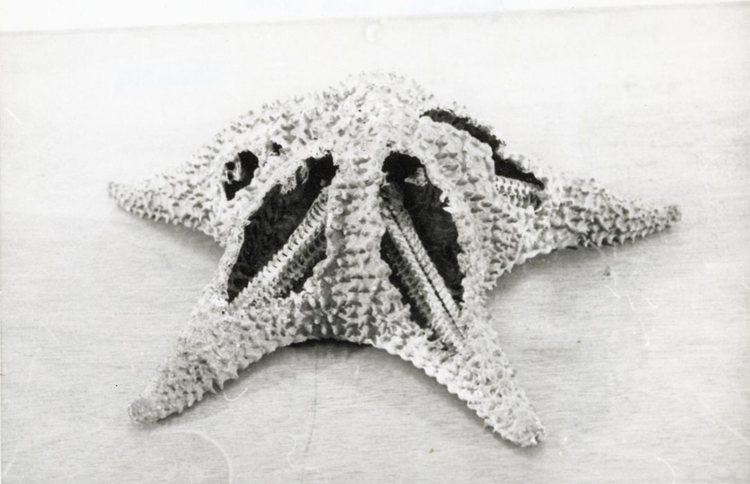Animal naturalisé (étoile de mer)