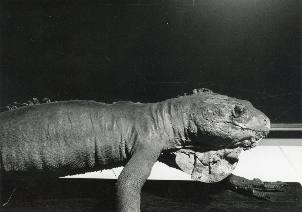 Animal naturalisé (iguane)