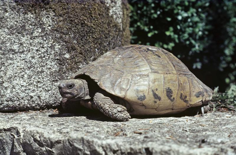 Cloître : une tortue sur une pierre