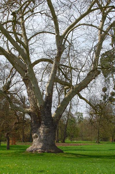 vue partielle d'un platane situé à proximité du hameau de la Reine