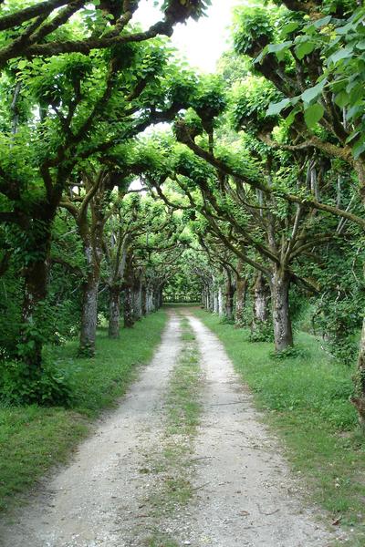 vue partielle des jardins, allée de tilleuls