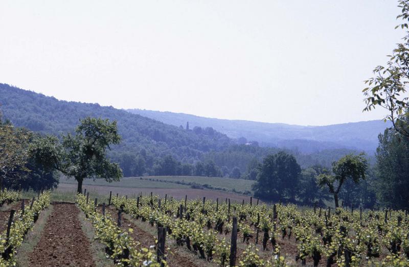 Vignes et campagne environnante