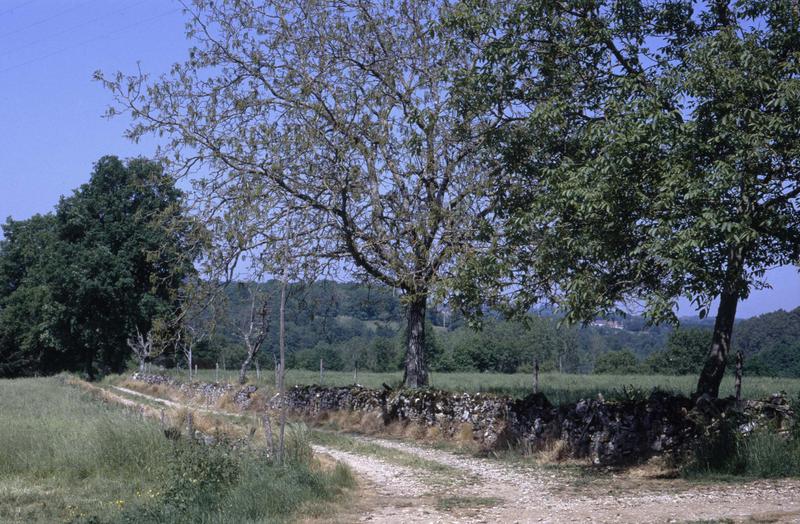 Allée forestière et campagne environnante