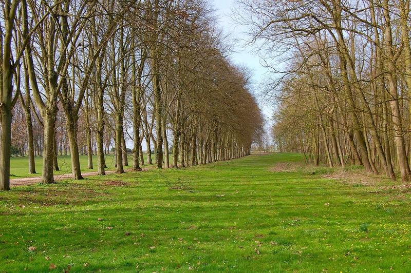 allée nord de tilleuls, jardin ouest, vue partielle