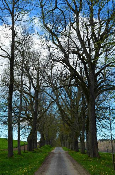 vue générale de l'allée ouest conduisant au château