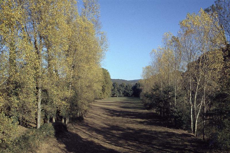 Allée forestière