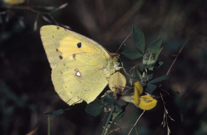 Gros plan sur un papillon piéride le Souci