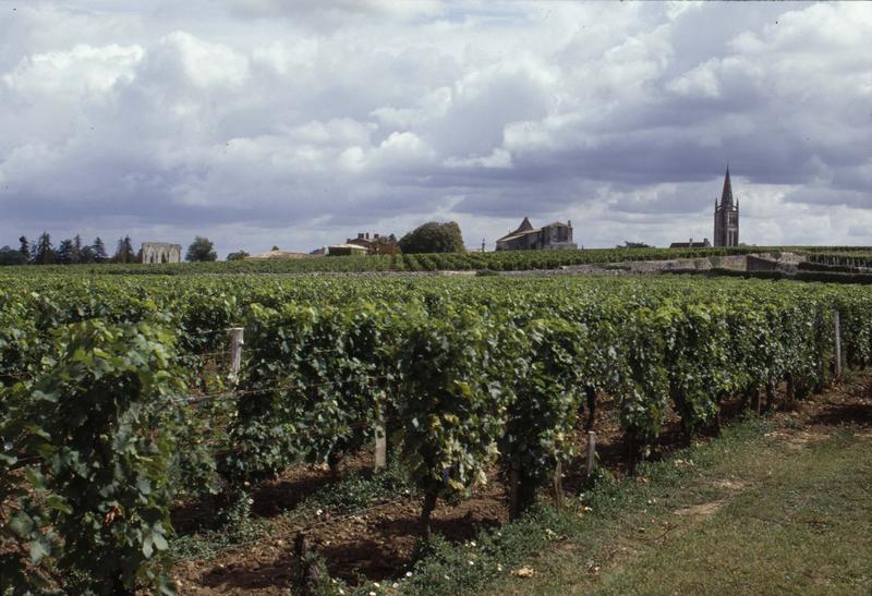 Vue éloignée sur la ville et le clocher, des vignes au premier plan