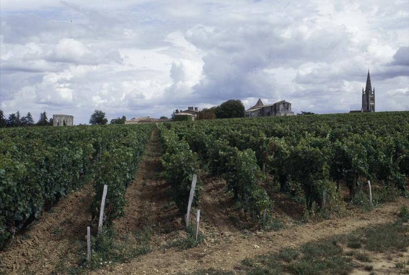 Vue éloignée sur la ville et le clocher, des vignes au premier plan