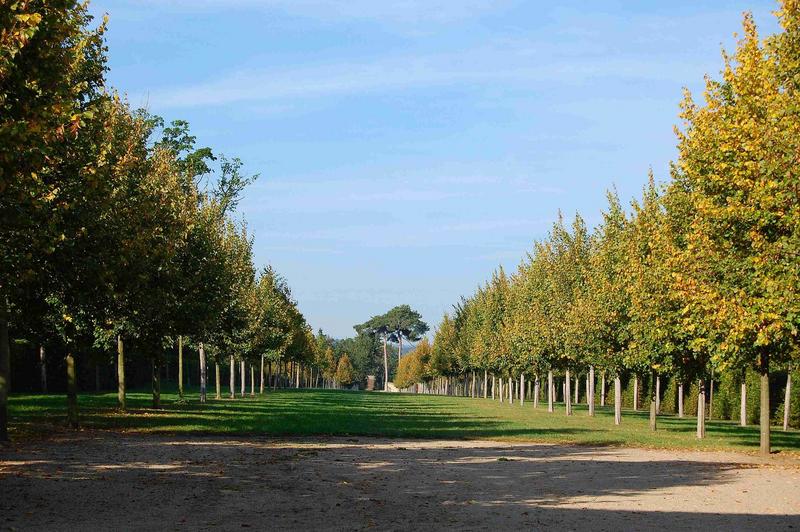 parc ouest, vue générale de la gande allée