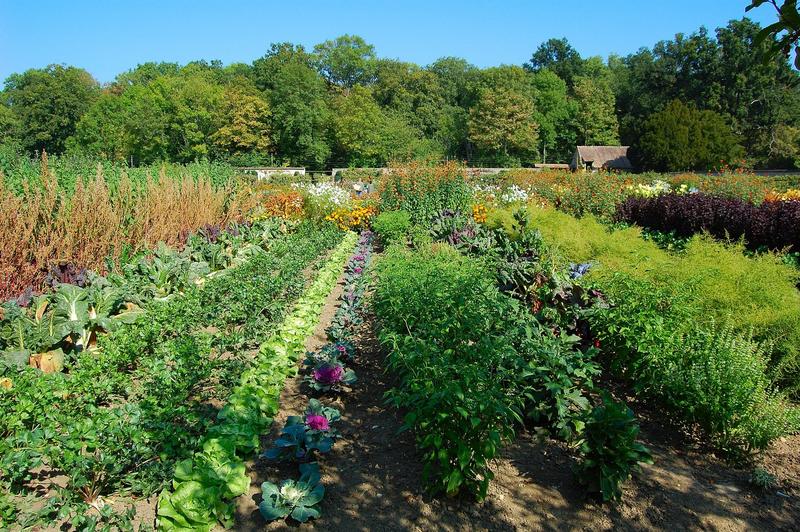 vue partielle du jardin potager