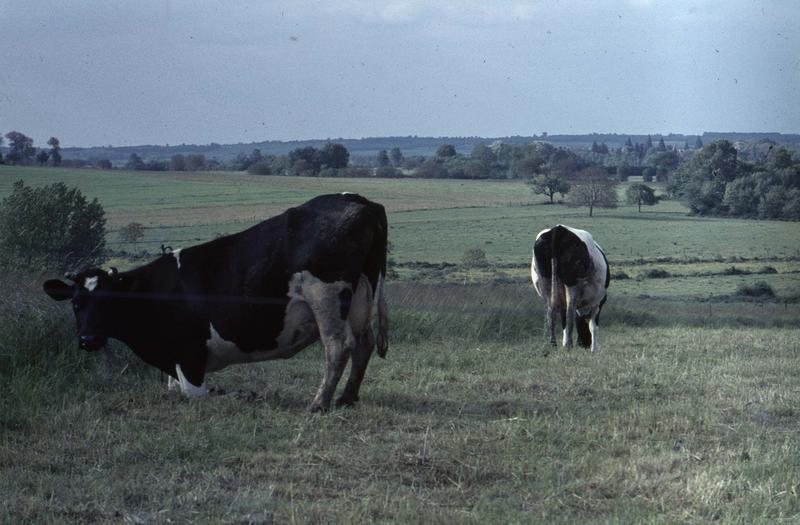 Vaches dans le parc du château