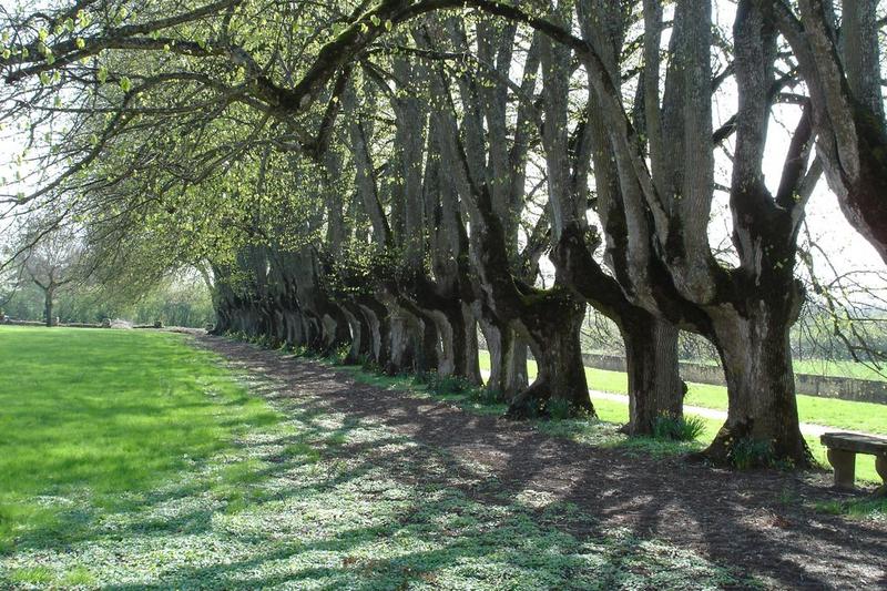 parc, allée de tilleuls, vue générale