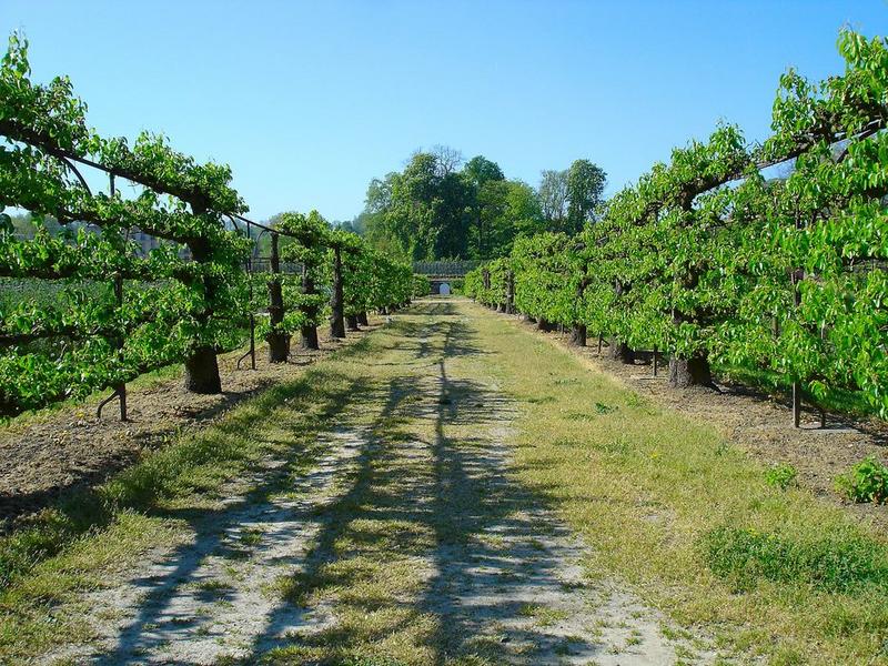 vue partielle du potager