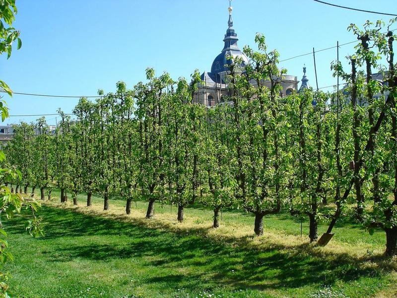 vue partielle du potager