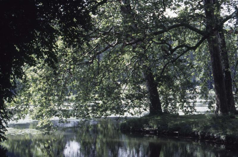 Parc : des arbres au bord de l'étang